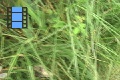 Scene 14_1+2+3_Oressinoma typhla_flight